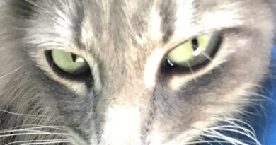 Why I Love Kittens And Cats