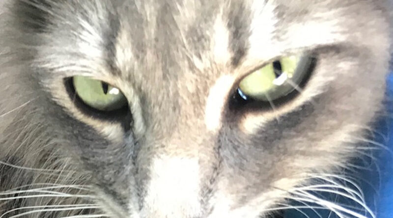 Why I Love Kittens And Cats