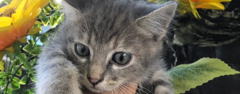 Kitten Grandpa Store