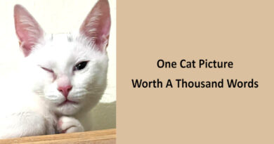 A Cat Picture Worth A Thousand Words