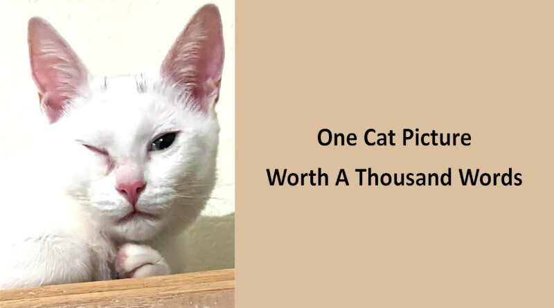 A Cat Picture Worth A Thousand Words