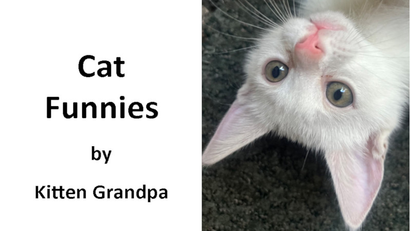 Cat Funnies