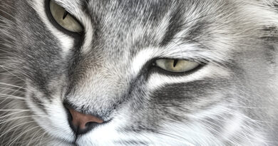 Cat Funnies Episode Cat Is