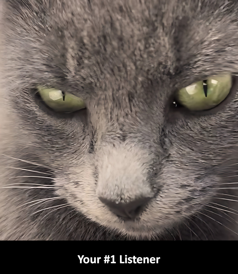 Cat Funnies Episode Cat Is