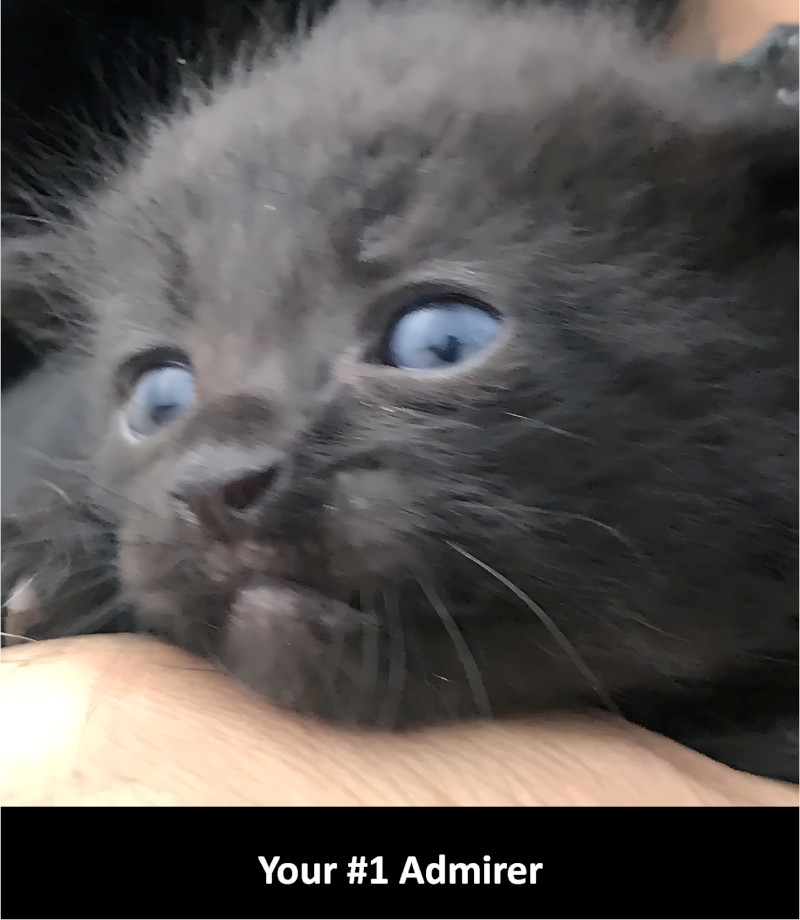 Cat Funnies Episode Cat Is