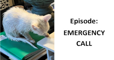 Cat Funnies Episode Emergency Call