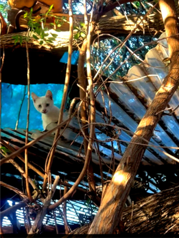 Kitten Grandpa’s Art Garden with kittens