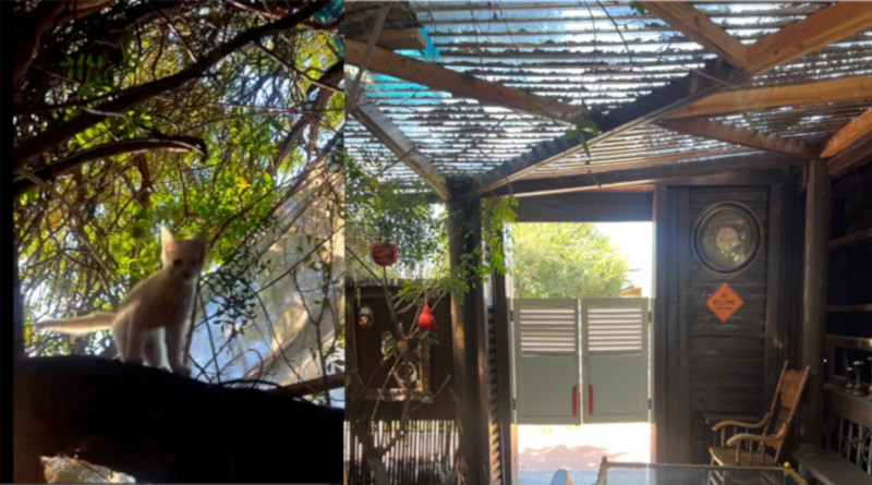 Art, cats and kittens, plus a killer cappuccino await you in Kitten Grandpa’s Art Garden with Kittens, an interesting place to visit in SFV.