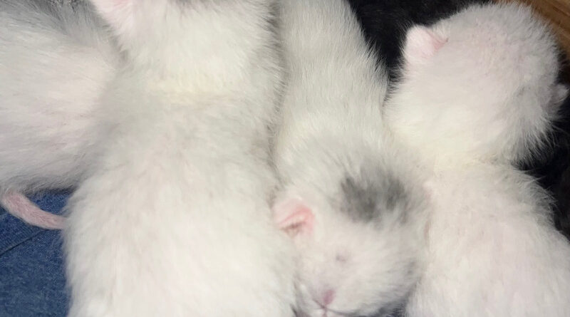 Available Khao Manee Kittens For Sale In SFV