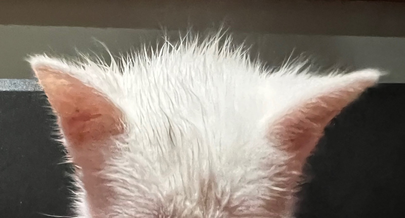KhaoManeeKittensForSaleInSFV
