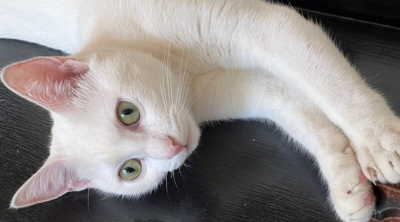 Khao Manee Remains A Status Symbol Cat