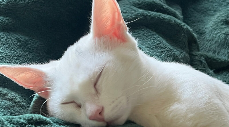 Waiting List For A Khao Manee Kitten